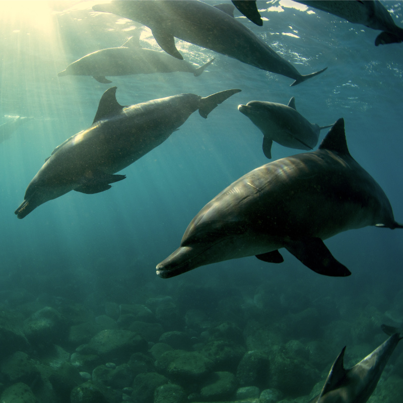 Bottlenose Dolphins